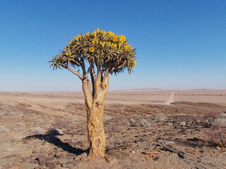 Single giant Quiver tree in the middle of a dessert against a clear cloudless sky