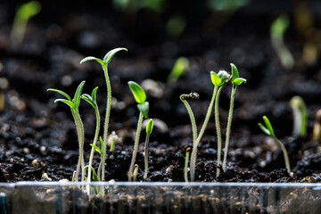 Young green eggplant sprouts in a transparent plastic container. Growing vegetables at home.