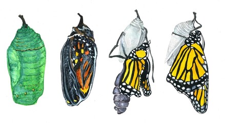 watercolor illustration of The Monarch Butterfly Life Cycle. Hand-drawn Monarch emergence. © Helen Pitt
