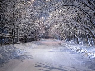 Night view of the road in the park during a snowfall. Heavy snowfall in Moscow. Tree branches are covered with snow.