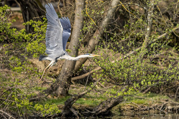 Grey Heron in flight in front of a hedge of trees near a river