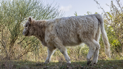 Rustic cow of highland breed in semi freedom