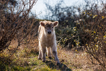 Portrait of a Highland calf in the wild