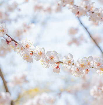 벚꽃, cherry blossem