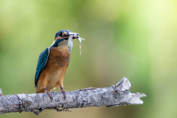 Common kingfisher or Alcedo atthis sitting on a branch with fish