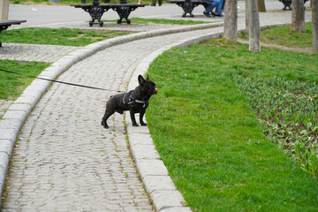 french bulldog. french bulldog in a public park. photo with green background.