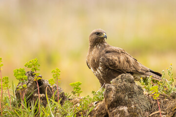 Closeup shot of a small Jackal buzzard bird sitting on a stone