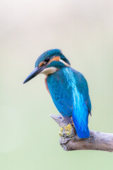 Interested common kingfisher, alcedo atthis, perched in nature from back view. Attractive male bird with bright blue plumage looking sideways in spring wilderness