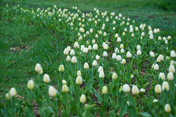 white tulips. beautiful tulips in the spring of 2022. photo during the day in natural light.