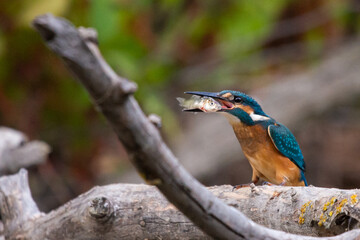 Common kingfisher or Alcedo atthis sitting on a branch with fish