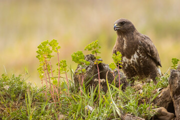 Closeup shot of a small Jackal buzzard bird sitting on a stone