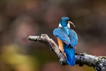 Obraz premium Interested common kingfisher, alcedo atthis, perched in nature from back view. Attractive male bird with bright blue plumage looking sideways in spring wilderness