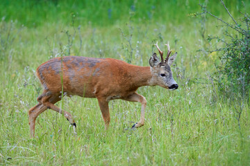  Reh (Capreolus capreolus)