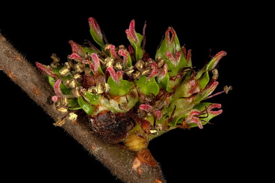 Wych Elm (Ulmus glabra). Inflorescence Closeup