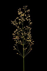 Common Bent (Agrostis capillaris). Inflorescence Closeup
