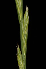 Obraz premium Perennial Rye Grass (Lolium perenne). Spikelet Closeup