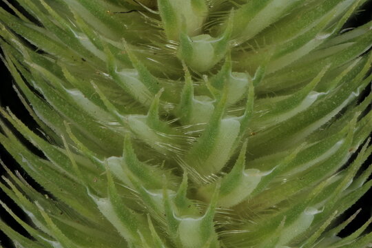 Timothy (Phleum pratense). Inflorescence Detail Closeup