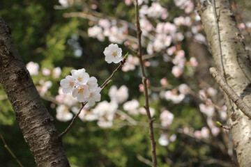里山に咲く満開の山桜のアップ