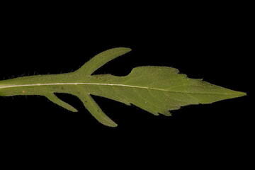 Field Scabious (Knautia arvensis). Middle Leaf Closeup