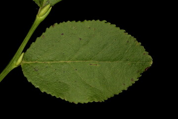 Bilberry (Vaccinium myrtillus). Leaf Closeup