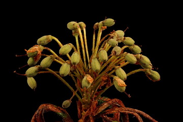 Marsh Labrador Tea (Rhododendron tomentosum). Infructescence Closeup