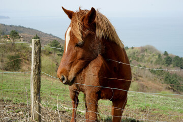Beautiful shot of a New Forest pony horse on grassland behind a metal fence with a blue sky