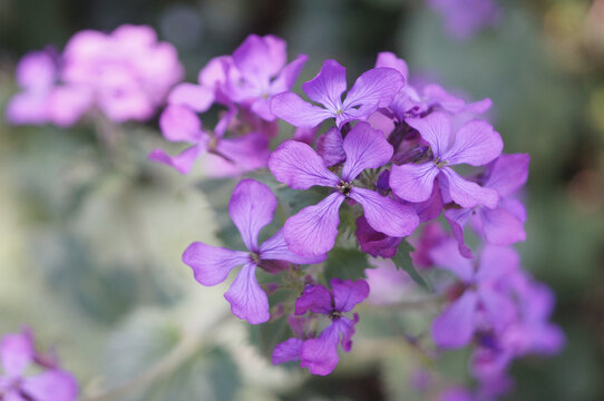 Closeup shot of perennial honesty on the blurry background