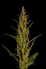 Oak-Leaved Goosefoot (Oxybasis glauca). Inflorescence Closeup