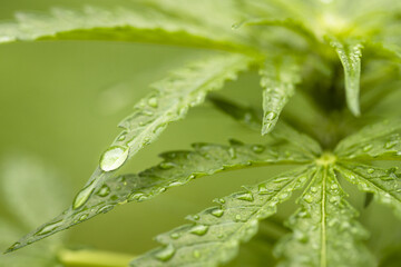 Selective focus shot of marijuana plant leaf with water droplets on it