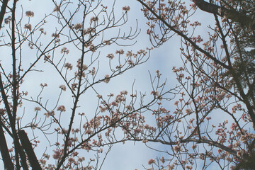 影絵のようなたくさんの満開の桜の木枝。やや明るめ