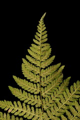 Northern Buckler-Fern (Dryopteris expansa). Frond Apex Closeup