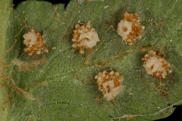 Male Fern (Dryopteris filix-mas). Indusiate Sori Closeup