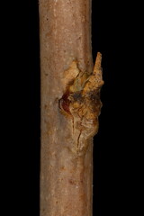 Fototapeta premium German Myricaria (Myricaria germanica). Lateral Bud Closeup