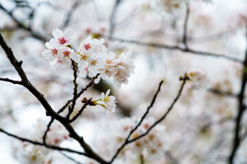 雨に濡れる桜