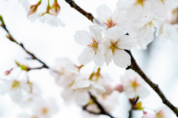 雨に濡れる桜