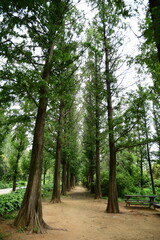 forest road
