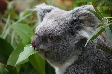 Foto op Plexiglas Closeup shot of a cute furry koala eating an Eucalyptus leaf in a forest © Buellom/Wirestock Creators