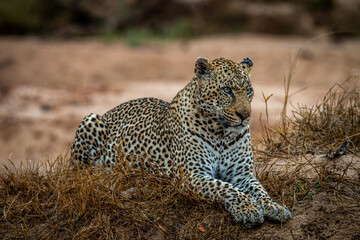 Big male Leopard laying in the grass.