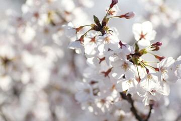 桜