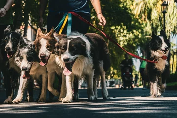 Foto op Aluminium Pack of dogs with leash walking in a park under a sunny day © No Body/Wirestock Creators