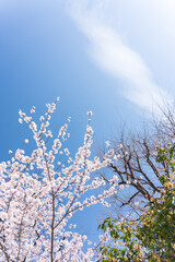 空と雲と桜