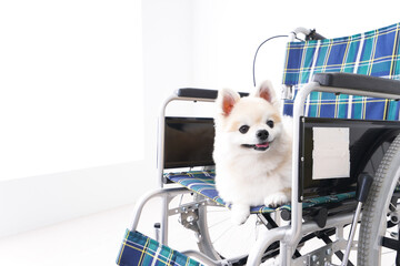 車椅子に乗るかわいい犬