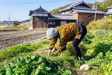 野菜の収穫をする高齢の女性