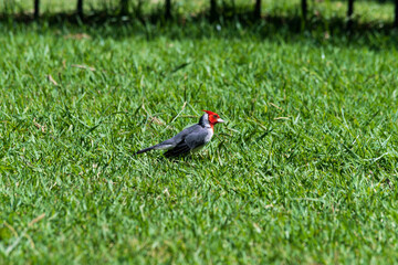 Isolated woodpecker, perched on grass