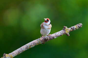 Stieglitz (Carduelis carduelis)