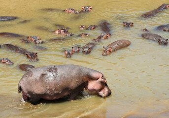 Group of Hippopotamus Amphibius (Hippopotamus Amphibius) in water, Kenya, Southern Africa

