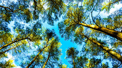 tall trees in a pine forest during summer filmed from bottom to top
