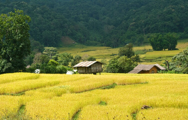 Rice fields in the morning. Agricultural and farming concept in the countryside.
