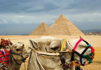The camel caravan is in front of the Egyptian pyramids.