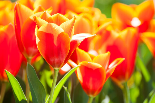 Blooming red tulips in spring. Macro image, selective focus. Beauriful floral background